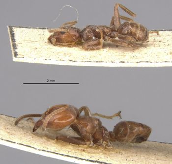 Media type: image;   Entomology 21342 Aspect: habitus lateral view